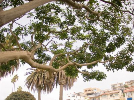 Ole Hanson Beach Club Grounds