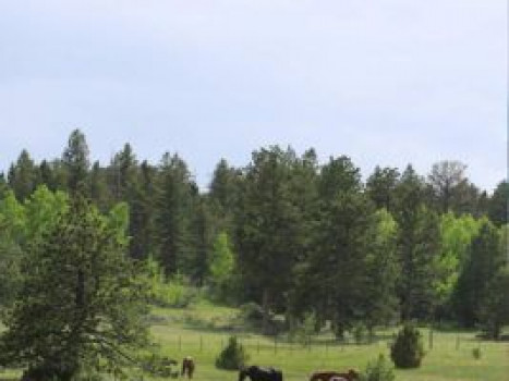 Aspen Grove at Sundance Trail