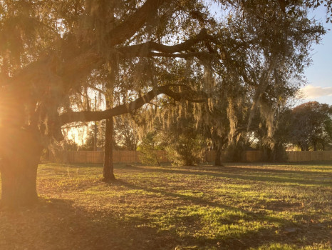 Willow Crest En Plein Air