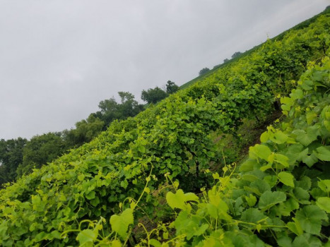 Harpors Vineyard