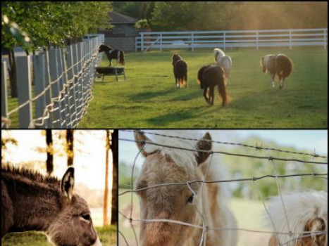 Squires' Farm