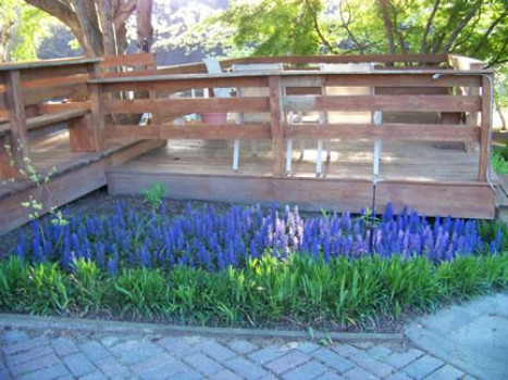 McNutt House - Courtyard