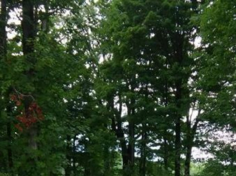 The Cherry Glen
