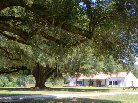 Copper Oak Plantation