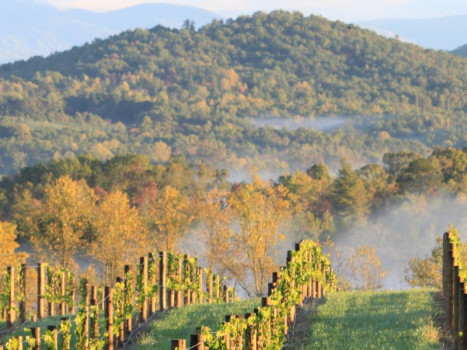 Chattooga Belle Farm