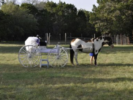 Cavalry Wedding